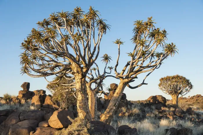Framed Print : Quiver Trees or Kokerbaum -Aloe dichotoma-, near Keetmanshoop, Namibia Framed Print : Quiver Trees or Kokerbaum -Aloe dichotoma-, near Keetmanshoop, Namibia