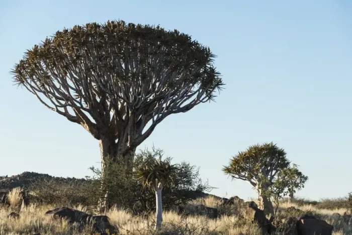 Framed Print : Quiver Trees or Kokerbaum -Aloe dichotoma-, near Keetmanshoop, Namibia