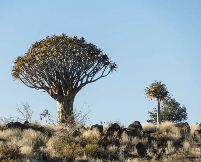 Framed Print : Quiver Trees or Kokerbaum -Aloe dichotoma-, near Keetmanshoop, Namibia Framed Print : Quiver Trees or Kokerbaum -Aloe dichotoma-, near Keetmanshoop, Namibia