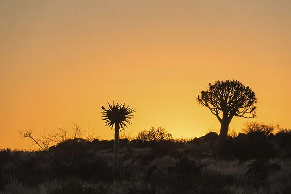 Quiver Trees or Kokerbaum -Aloe dichotoma-, at sunset, near Keetmanshoop, Namibia