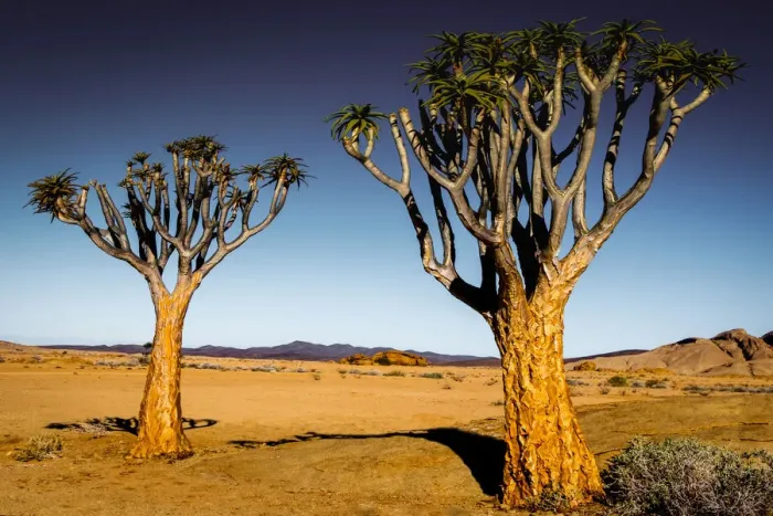 Framed Print : Quiver Trees and Rocky Landscape, Namibia Framed Print : Quiver Trees and Rocky Landscape, Namibia