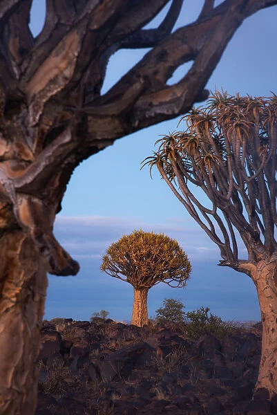 Quivertree forest in Keetmanshoop, Namibia