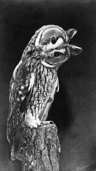 Quizzical Owl