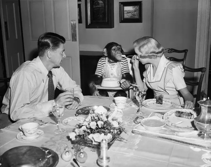 Framed Print : R Reagan / Diana Lynn / Bonzo At Dinner Table Framed Print : R Reagan / Diana Lynn / Bonzo At Dinner Table