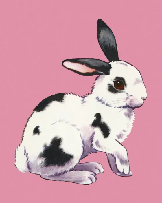 Framed Print : Rabbit Framed Print : Rabbit