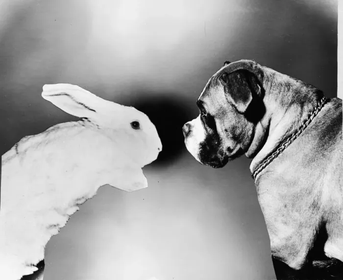 Framed Print : Rabbit And Dog