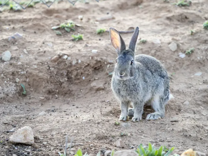 Framed Print : Rabbit gray field. ( Species Oryctolagus cuniculus. ) Framed Print : Rabbit gray field. ( Species Oryctolagus cuniculus. )