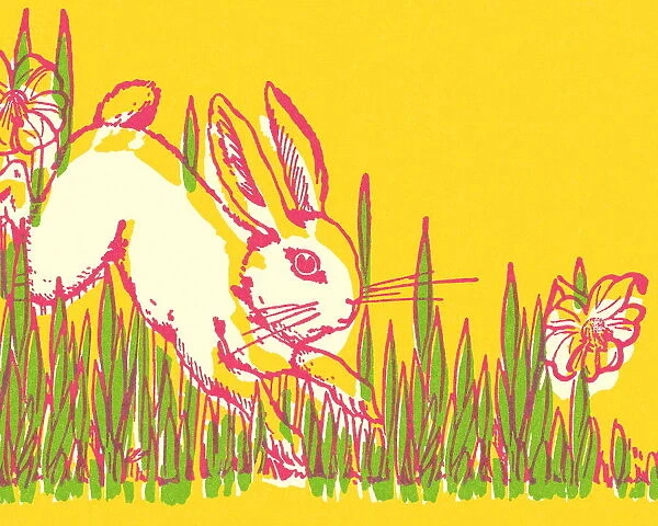 Rabbit Hopping in the Grass