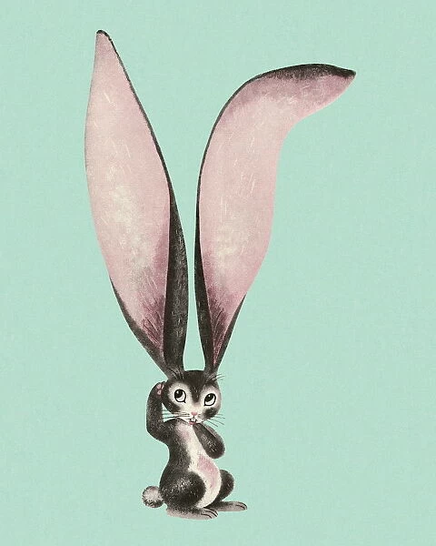 Rabbit with Huge Ears