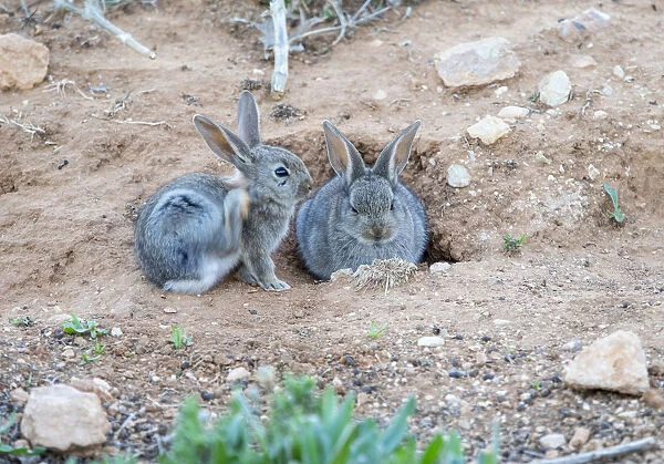 Rabbit scratching itself with the leg near his burrow ( Species Oryctolagus cuniculus. )