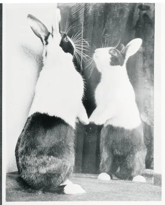 Framed Print : Rabbit Seeing Itself in Mirror