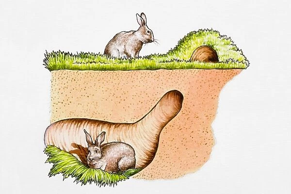 Rabbits in and outside burrow