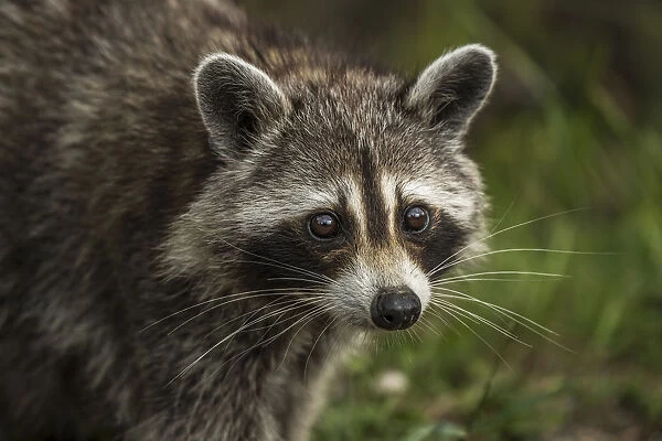 Raccoon. A closeup photograph of a raccoon