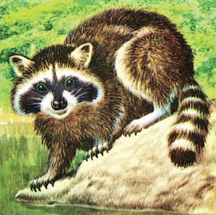 Framed Print : Raccoon. http: / / csaimages.com / images / istockprofile / csa_vector_dsp.jpg Framed Print : Raccoon. http: / / csaimages.com / images / istockprofile / csa_vector_dsp.jpg