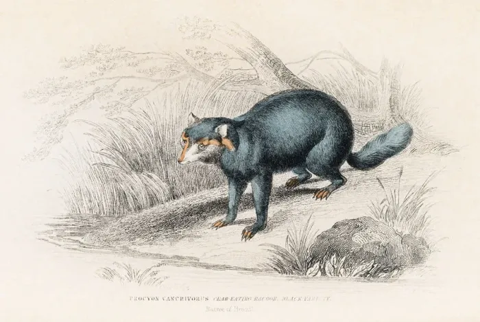 Framed Print : The raccoon engraving 1855 Framed Print : The raccoon engraving 1855