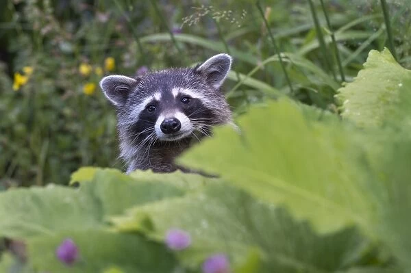Raccoon -Procyon lotor-, captive, Germany