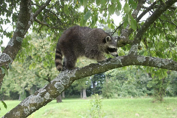 Raccoon (Procyon lotor) in a plum tree, Mecklenburg-Western Pomerania, Germany, Europe