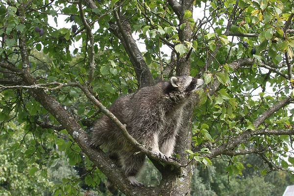 Raccoon (Procyon lotor) in a plum tree, Mecklenburg-Western Pomerania, Germany, Europe