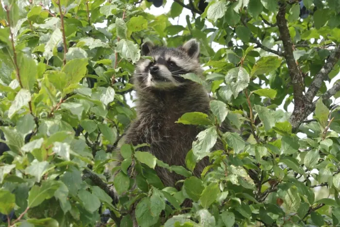 Framed Print : Raccoon (Procyon lotor) in a plum tree, Mecklenburg-Western Pomerania, Germany, Europe Framed Print : Raccoon (Procyon lotor) in a plum tree, Mecklenburg-Western Pomerania, Germany, Europe