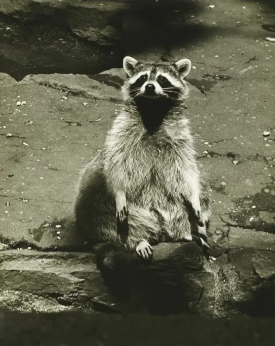 Framed Print : Raccoon sitting by water, (B&W) Framed Print : Raccoon sitting by water, (B&W)