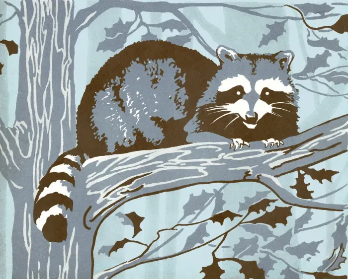 Framed Print : Raccoon in Tree Framed Print : Raccoon in Tree