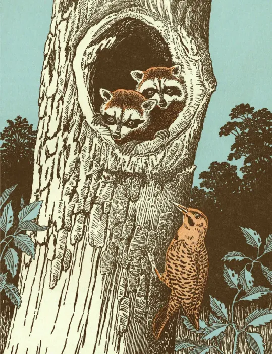 Framed Print : Raccoons and Bird Framed Print : Raccoons and Bird