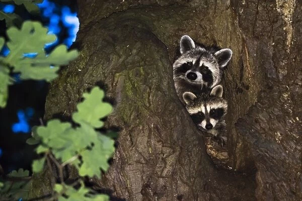 Two Raccoons (Procyon lotor), fawn with young animal, looking out of an oak tree cave