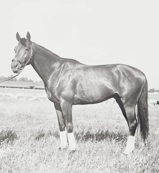 Framed Print : Race Horse Citation Pausing in Field Framed Print : Race Horse Citation Pausing in Field