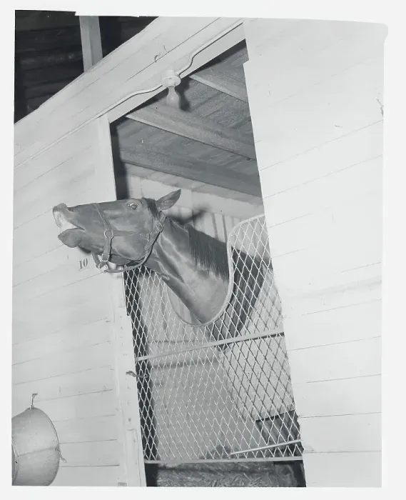 Framed Print : Race Horse Nashua Peeking Outside Stall Framed Print : Race Horse Nashua Peeking Outside Stall