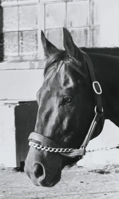 Framed Print : Race Horse Seattle Slew Poking His Head from Stall