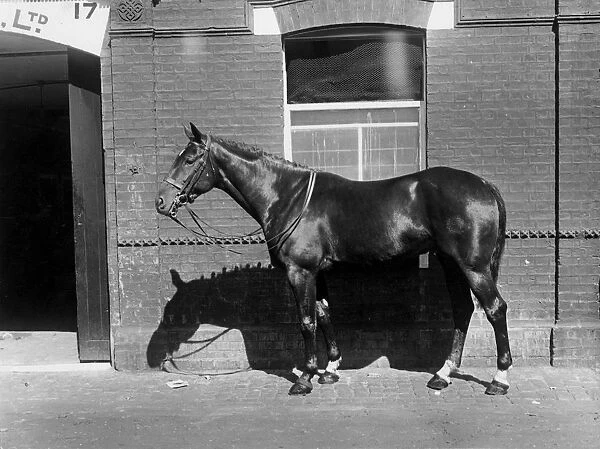 Racehorse Dunmore, winner of races at Ranelagh, Richmond and Olympia