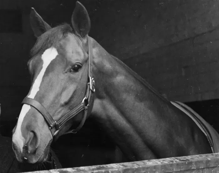 Framed Print : Racehorse. 20th May 1939: The racehorse Blue Peter in its stable