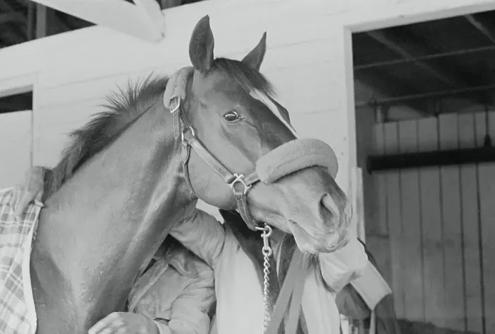 Framed Print : Racehorse Affirmed Framed Print : Racehorse Affirmed