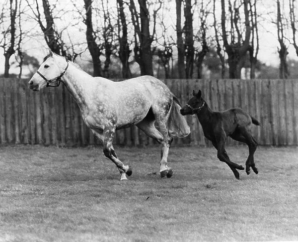 Racehorse And Colt. 18th March 1977: The racehorse Strip the Willow