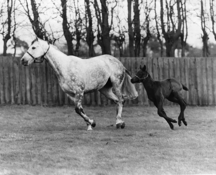 Framed Print : Racehorse And Colt Framed Print : Racehorse And Colt
