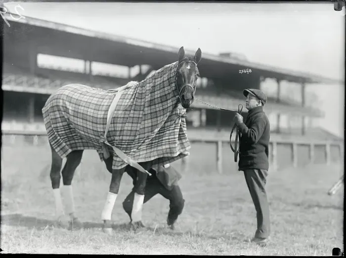 Framed Print : Racehorse Posing In His Blanket Framed Print : Racehorse Posing In His Blanket