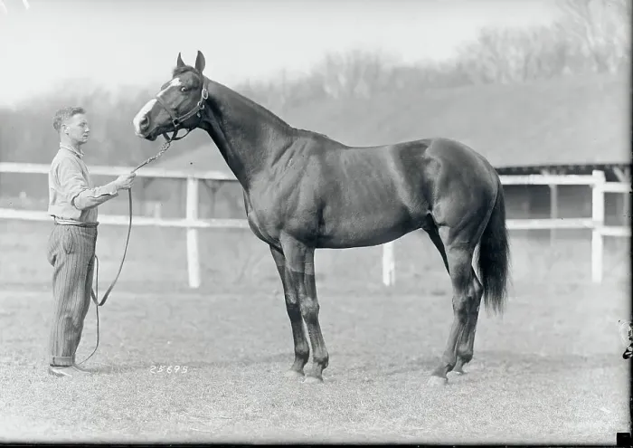 Framed Print : Racehorse Posing With Stable Worker Framed Print : Racehorse Posing With Stable Worker