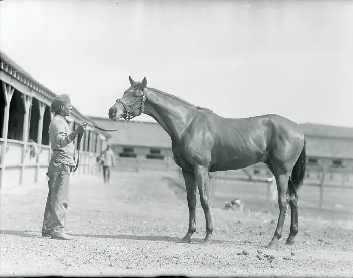 Framed Print : Racehorse Posing With Stable Worker Framed Print : Racehorse Posing With Stable Worker