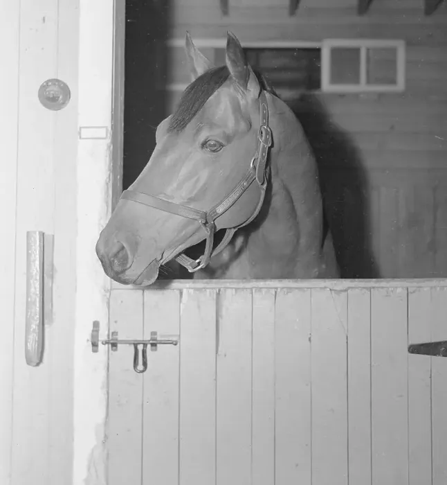 Framed Print : Racehorse Seabiscuit Framed Print : Racehorse Seabiscuit