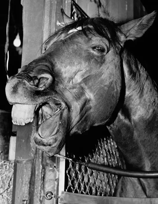 Framed Print : Racehorse Silky Sullivan Laughing Framed Print : Racehorse Silky Sullivan Laughing