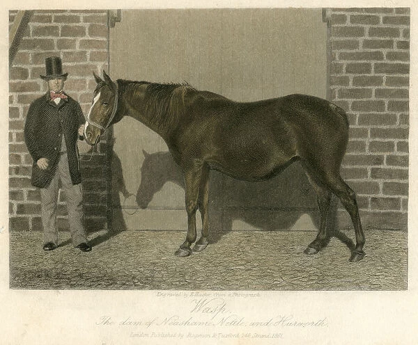 Racehorse Wasp dam of Neasham 19th century engraving
