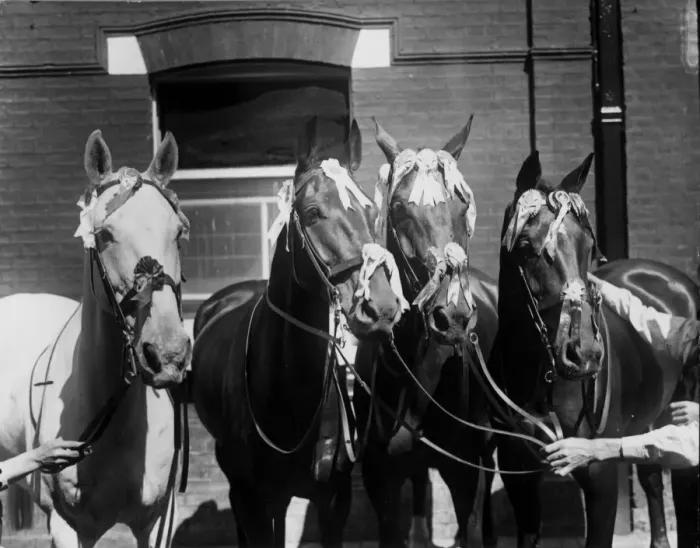 Framed Print : Four Racehorses Framed Print : Four Racehorses