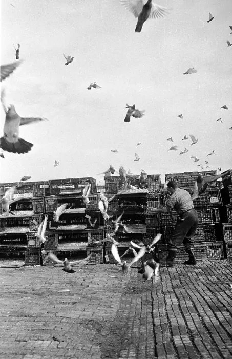Framed Print : Racing Pigeons Framed Print : Racing Pigeons
