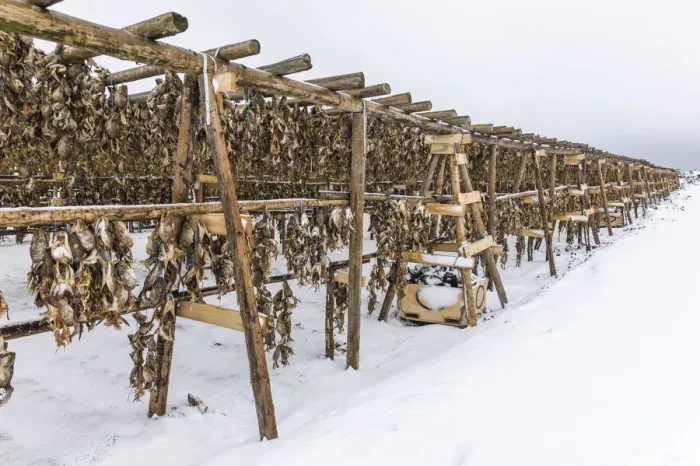 Framed Print : Racks with dried cod near Hafnarfjordur, Reykjanes, Iceland Framed Print : Racks with dried cod near Hafnarfjordur, Reykjanes, Iceland