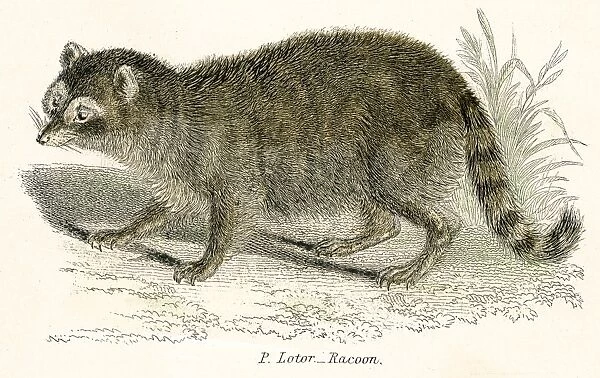 Racoon engraving 1803