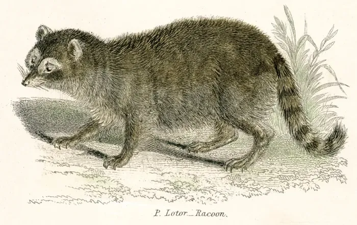 Framed Print : Racoon engraving 1803 Framed Print : Racoon engraving 1803