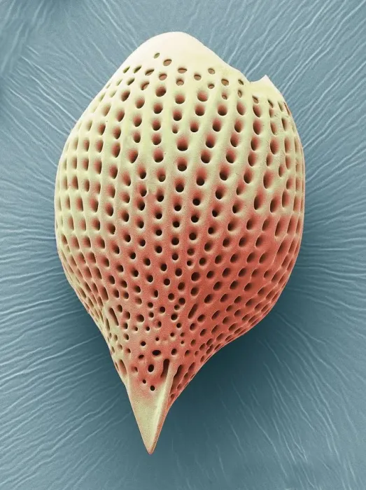 Framed Print : Radiolarian, SEM Framed Print : Radiolarian, SEM