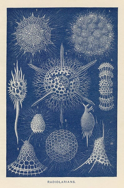 Radiolarians chromolithograph 1896