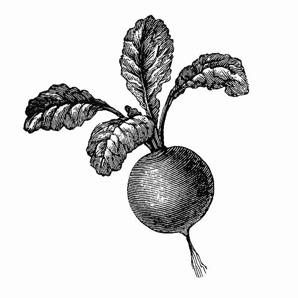 radish. Engraved illustration of radish
