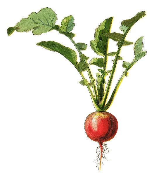 radish. Antique illustration of a Medicinal and Herbal Plants.
